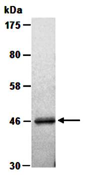 CNPASE antibody