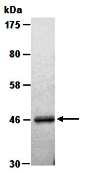 CNPASE (N) Antibody, Rabbit Polyclonal