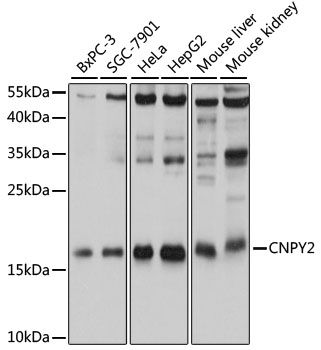 CNPY2 antibody