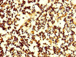 CNPY4 Antibody