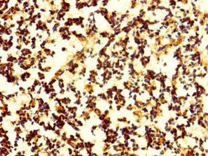 CNPY4 antibody