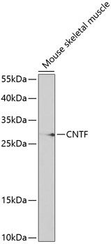CNTF antibody