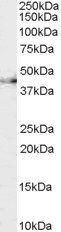 CNTFR antibody