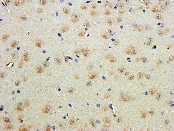 Goat anti-contactin 1 (aa585-870) Antibody