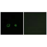 CNTN4 Antibody