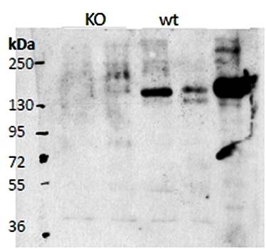 Goat anti-Contactin 4 / Big-2 (mouse aa160-172) Antibody