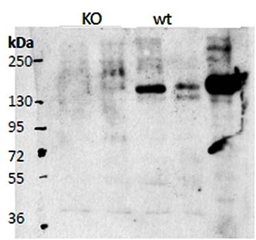 Cntn4 antibody