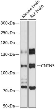 CNTN5 antibody