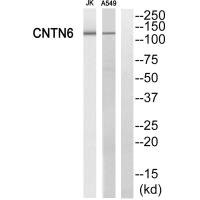 CNTN6 antibody