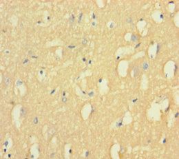 CNTNAP1 Antibody