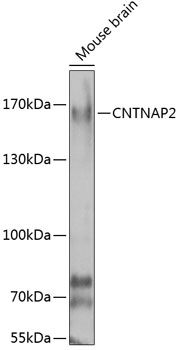 CNTNAP2 antibody