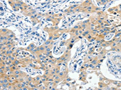CNTNAP3 Antibody
