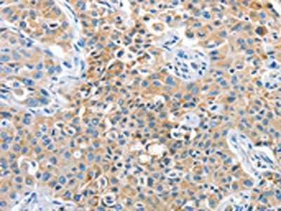 CNTNAP3 antibody