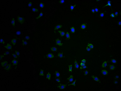 CNTNAP3B antibody