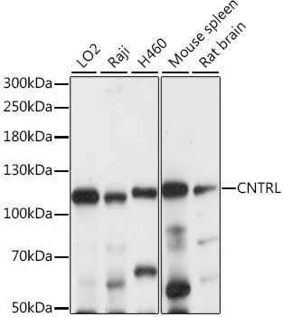 CNTRL antibody