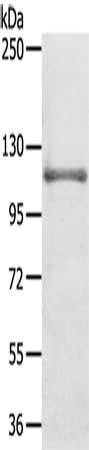 CNTROB Antibody