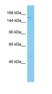 CO5A2 antibody