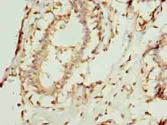 COA1 Antibody