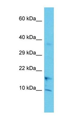 COA1 antibody