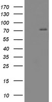 COASY Antibody