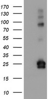 COASY Antibody