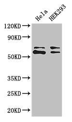 COASY antibody