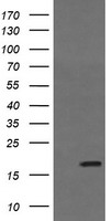 Coatomer subunit delta (ARCN1) antibody