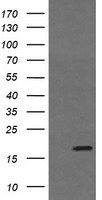 Coatomer subunit delta Antibody