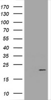 Coatomer subunit delta (ARCN1) antibody