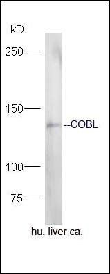 COBL antibody