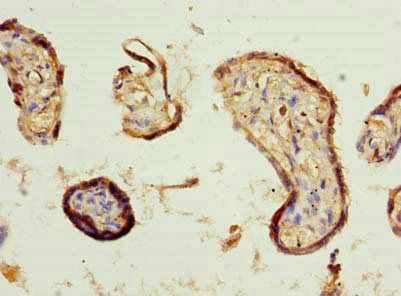 COBLL1 Antibody