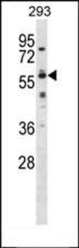 COBRA1 antibody