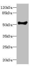 COCH antibody