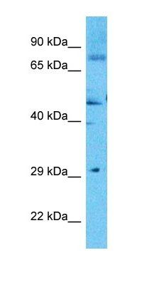 CODA1 antibody