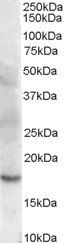 Goat anti-Cofilin 2 (muscle) Antibody