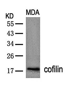 cofilin (Ab-3) Antibody