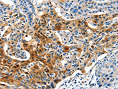 COG1 Antibody