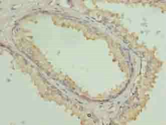 COG3 Antibody