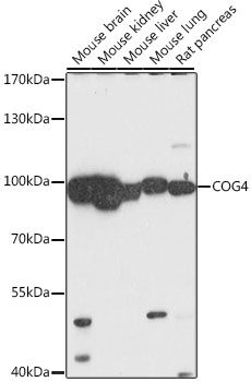 COG4 antibody