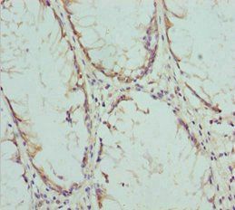 COG5 Antibody
