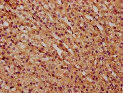COG6 Antibody
