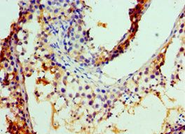 COG7 Antibody