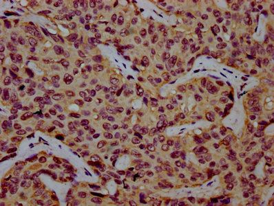 COG8 Antibody