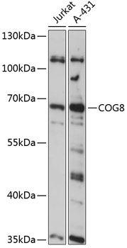 COG8 antibody