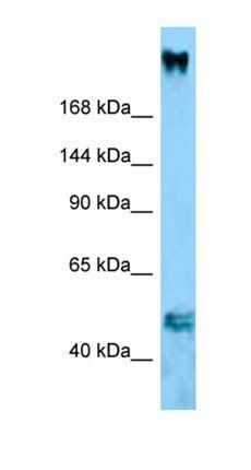 Col11a1 antibody