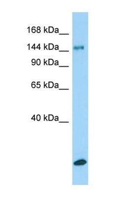 Col15a1 antibody