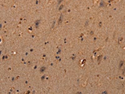 COL18A1 Antibody
