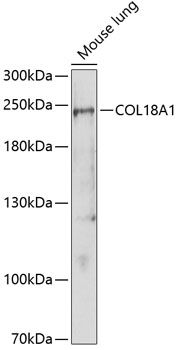 COL18A1 antibody