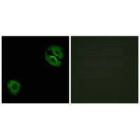 COL19A1 Antibody