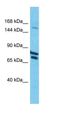 COL22A1 antibody